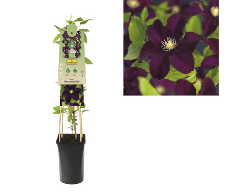 Clematis Warszawska Nike in een pot met klimhulp
