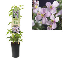 Clematis Montana Rubens in pot met plantenlabel