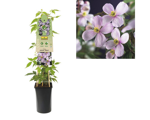 Clematis Montana Rubens in pot met plantenlabel