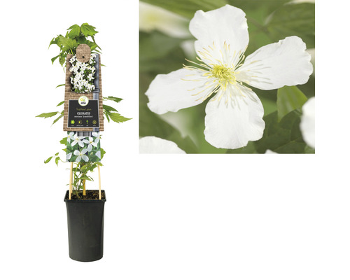 Traditionele klimplant Clematis in een pot, close-up van een bloem