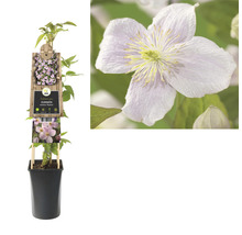 Clematis montana Mayleen plant in pot met bloem