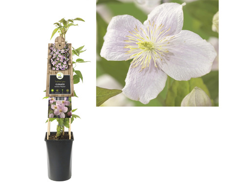 Clematis montana Mayleen plant in pot met bloem