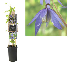 FLORASELF® Klimplant clematis alpina 2,3 l 53-70 cm Blauw