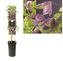 FLORASELF Bosrank Clematis alpina 'Ruby' potmaat Ø 16.0 cm H 50-70 cm