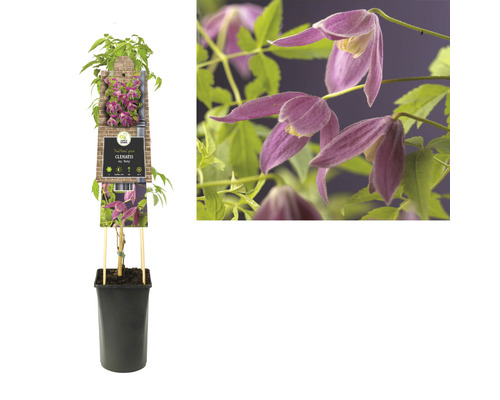 Clematis plant in pot