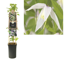 Clematis in pot met klimhulp en bloem in detail
