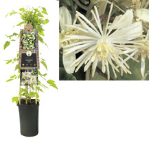 Clematis vitalba plant in pot met klimhulp en bloemdetail
