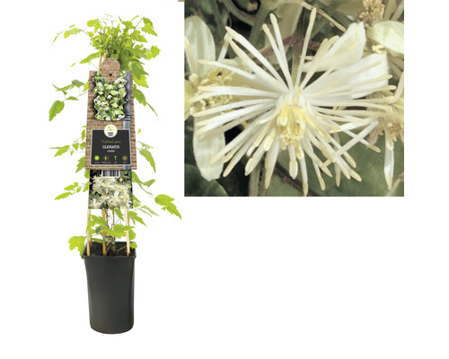 Clematis vitalba plant in pot met klimhulp en bloemdetail