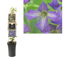Bloeiende Clematis in pot met klimhulp