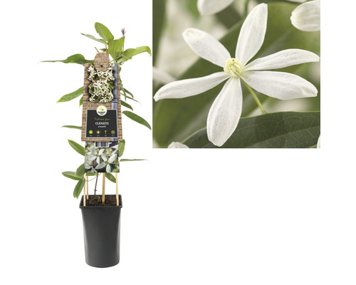 Clematis plant in pot met klimhulp en witte bloemen
