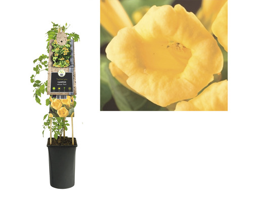 Gele trompetklimmer in pot met close-up van een bloem