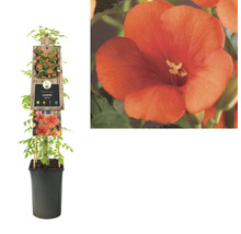 FLORASELF Klimplant campsis radicans 2,3 l 53-70 cm Rood