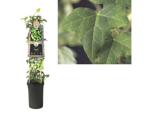 Klimop in pot, traditionele plant