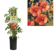 Trompetbloem in een pot
