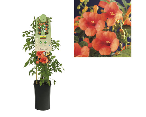 Trompetbloem in een pot