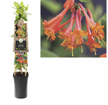Kamperfoelie in pot met productdetails op het etiket