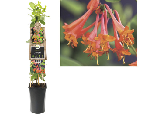 Kamperfoelie in pot met productdetails op het etiket