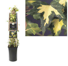 Klimop plant in pot met variëteitenlabel
