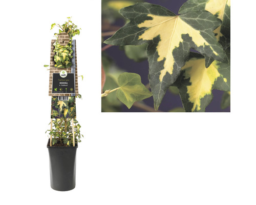 Klimop plant in pot met variëteitenlabel