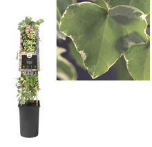 FLORASELF® Klimop hedera 'h. glacier' potmaat Ø16 cm