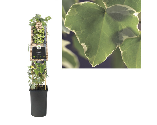 Klimop in pot met klimhulp en detailopname van de bladeren