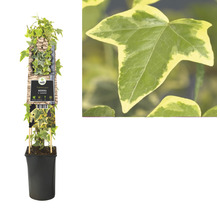 Klimop Goldfield in pot met klimrek