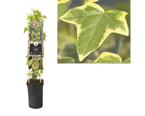 Klimop Goldfield in pot met klimrek