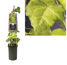 Klimop plant in pot