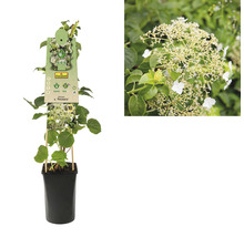 FLORASELF Klimplant hydrangea petiolaris 2,3 l 53-70 cm-thumb-1