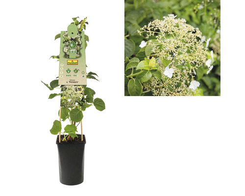 Klimhortensia in pot met plantenlabel en close-up van de bloeiwijze