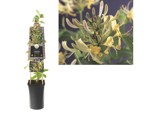 Kamperfoelie in pot met klimhulp