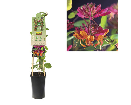 Kamperfoelie ''Goldflame'' in pot