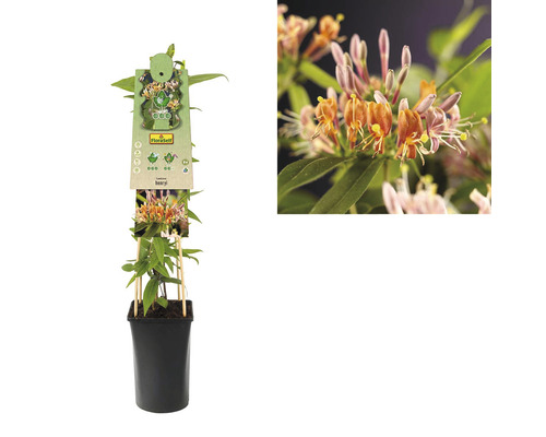 De afbeelding toont een kamperfoelieplant in een pot.