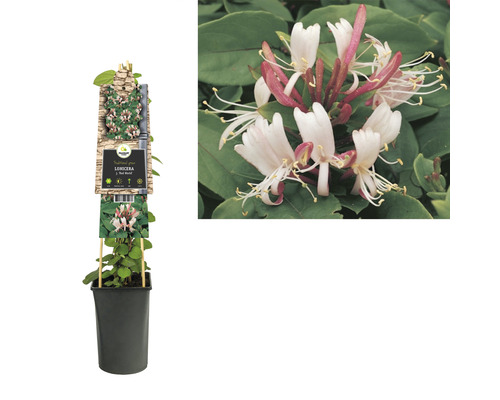 De afbeelding toont een geurende kamperfoelie Lonicera in een pot.