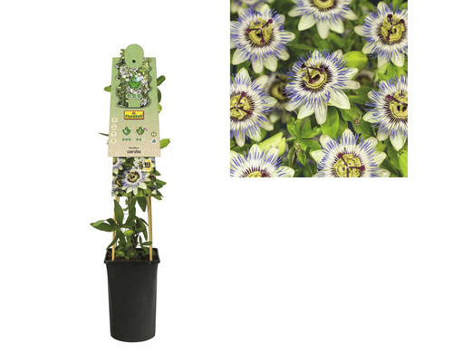 Passiebloem in pot met klimhulp en close-up van de bloem