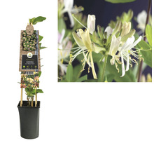 FLORASELF® Kamperfoelie lonicera 'per. belgica select' potmaat Ø16 cm