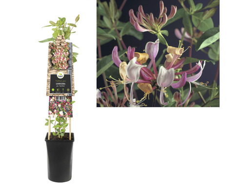 Kamperfoelie in pot met bloemen