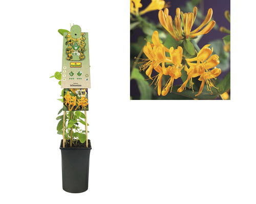 Goudgele kamperfoelie plant in pot