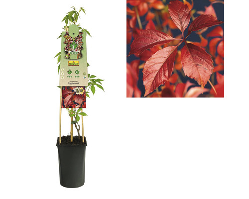 Jonge wilde wingerdplant in pot met klimhulp