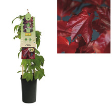 FLORASELF Klimplant parthenocissus tr. veitchii 2,3 l 53-70 cm Bruin