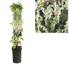 FLORASELF Klimplant fallopia aub. polygonum 2,3 l 53-70 cm Wit