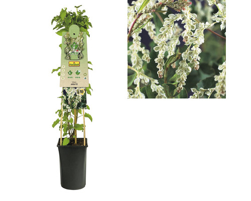 Bruidssluier in pot met plantenlabel en close-up van de bloemen