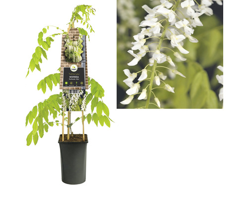 Wisteria plant in pot met witte bloemen.
