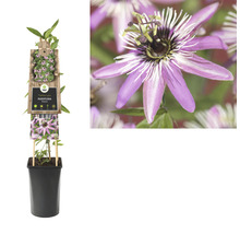 Passiebloem in pot met klimhulp