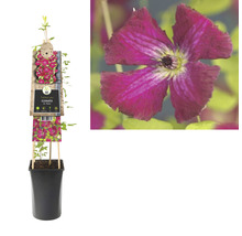 Clematis plant in pot met klimhulp