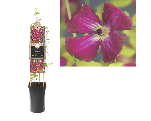Clematis plant in pot met klimhulp