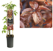 Wilde wingerd in pot met rode herfstbladeren