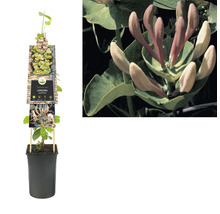 Planten kamperfoelie in pot met klimhulp