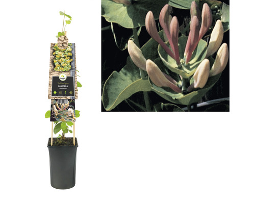 Planten kamperfoelie in pot met klimhulp