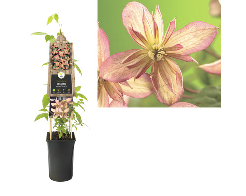 Clematis montana Marjorie in pot met klimhulp